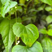 Zehneria bodinieri (H.Lév.) W.J.de Wilde & Duyfjes