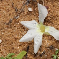 Ipomoea imperati (Vahl) Griseb.