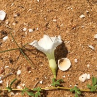 Ipomoea imperati (Vahl) Griseb.