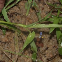 Commelina attenuata J.Koenig ex Vahl