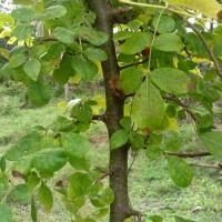 Commiphora berryi (Arn.) Engl.