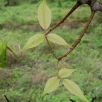 Commiphora berryi (Arn.) Engl.