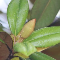 Magnolia grandiflora L.