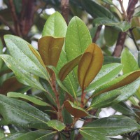 Magnolia grandiflora L.