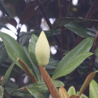 Magnolia grandiflora L.