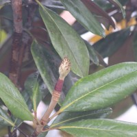 Magnolia grandiflora L.