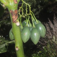 Solanum betaceum Cav.