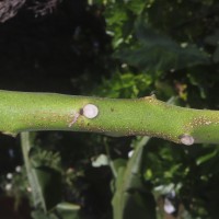 Solanum betaceum Cav.