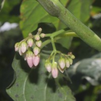 Solanum betaceum Cav.