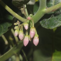 Solanum betaceum Cav.