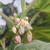 Solanum betaceum Cav.