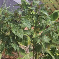 Solanum betaceum Cav.