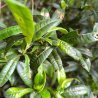 Psychotria plurivenia Thwaites