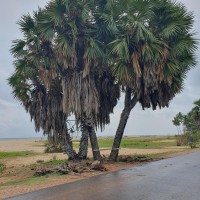 Hyphaene dichotoma (D.White bis ex Nimmo) Furtado