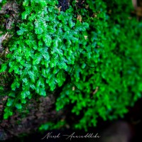 Selaginella ciliaris (Retz.) Spring