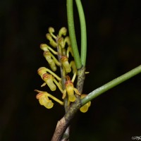 Cleisostomopsis filiformis (Rchb.f.) R.Rice