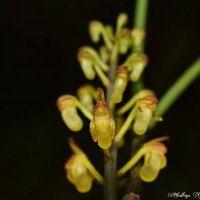 Cleisostomopsis filiformis (Rchb.f.) R.Rice