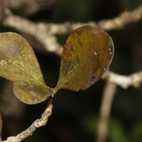 Taxillus sclerophyllus Danser