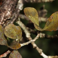 Taxillus sclerophyllus Danser