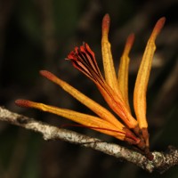 Taxillus sclerophyllus Danser