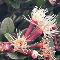 Syzygium montis-adam Kosterm.