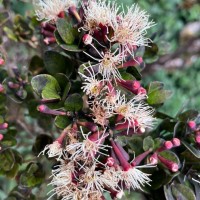 Syzygium montis-adam Kosterm.