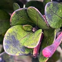 Syzygium montis-adam Kosterm.