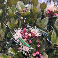 Syzygium montis-adam Kosterm.
