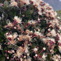 Syzygium montis-adam Kosterm.