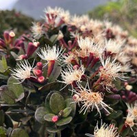 Syzygium montis-adam Kosterm.
