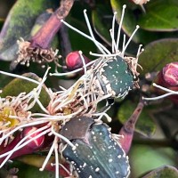 Syzygium montis-adam Kosterm.