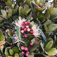 Syzygium montis-adam Kosterm.