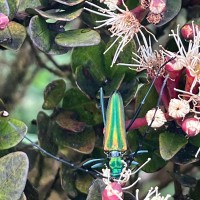 Syzygium montis-adam Kosterm.
