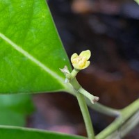 Mastixia nimalii Kosterm.