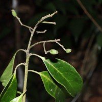 Mastixia tetrandra (Wight ex Thwaites) C.B.Clarke