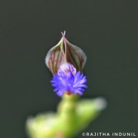 Polygala telephioides Willd. LC