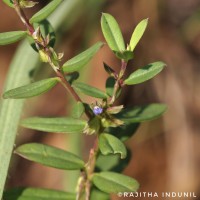 Polygala telephioides Willd. LC