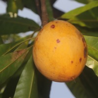 Pouteria campechiana (Kunth) Baehni