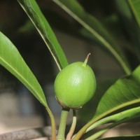 Pouteria campechiana (Kunth) Baehni