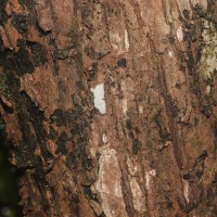 Pouteria campechiana (Kunth) Baehni