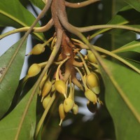 Pouteria campechiana (Kunth) Baehni