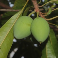 Pouteria campechiana (Kunth) Baehni