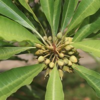 Pouteria campechiana (Kunth) Baehni