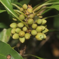 Pouteria campechiana (Kunth) Baehni