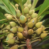 Pouteria campechiana (Kunth) Baehni