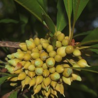 Pouteria campechiana (Kunth) Baehni