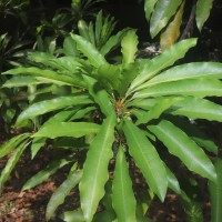 Pouteria campechiana (Kunth) Baehni