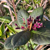 Symplocos cordifolia Thwaites