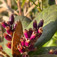 Symplocos cordifolia Thwaites