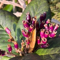 Symplocos cordifolia Thwaites